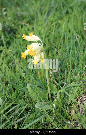 Glissement jaune dans le champ près de Lymbridge Green sur les Kent Downs au-dessus de Stowting, Ashford, Kent, Angleterre, Royaume-Uni Banque D'Images