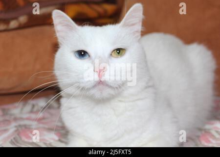 Chat blanc avec des yeux de différentes couleurs. Angora turque. Chat de van avec oeil bleu et vert se trouve sur le lit. Animaux domestiques adorables, hétérochromie Banque D'Images
