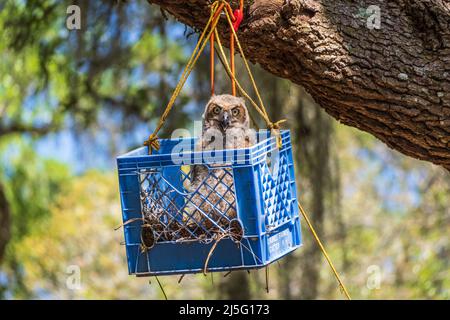 Petit hibou à cornes juvéniles (Bubo virginianus) dans une boîte de nidification au parc national de fort Cooper - Inverness, Floride, États-Unis Banque D'Images