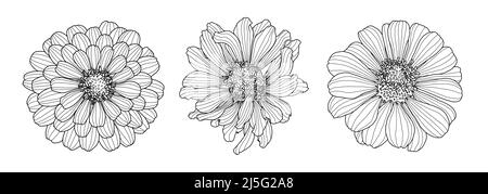 Trois dessins de la fleur de Zinnia isolée sur fond blanc. Élément pour le design en ligne style art pour carte de vœux, invitation de mariage, livre de coloriage. Illustration de Vecteur