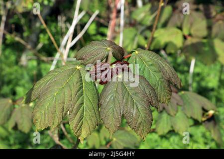 Les jeunes feuilles d'un sycomore dans le bois de Spong près d'Elmsted sur les Kent Downs au-dessus d'Ashford, Kent, Angleterre, Royaume-Uni Banque D'Images