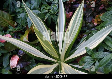 De belles plantes de l'Hemp de Maurice 'Mediopicta', avec le nom scientifique Furcraea foetida Banque D'Images