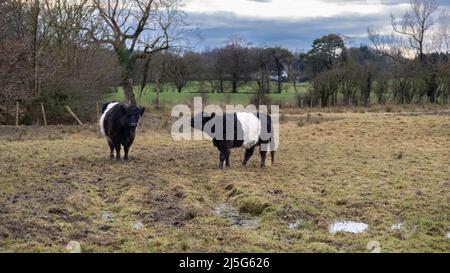 Deux vaches Galloway avec ceinture debout dans un champ écossais au coucher du soleil en hiver Banque D'Images