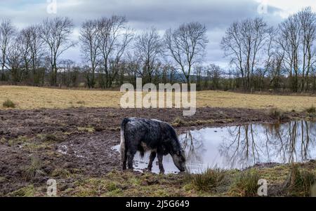 Une vache Galloway en train de boire depuis un trou d'eau dans un champ écossais en hiver, Dumfries et Galloway, Écosse Banque D'Images