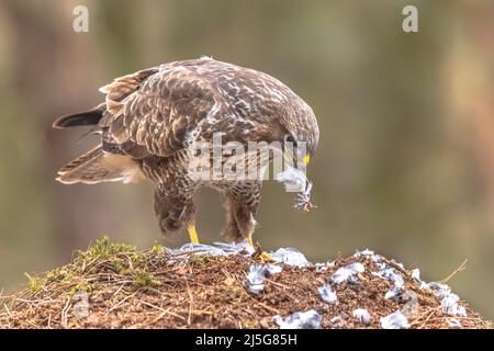 Buzzard (Buteo buteo) plucking des plumes de la mort fraîche. Cet oiseau de proie est commun dans toute l'Europe. Faune et flore scène de la nature en Europe. Pays-Bas Banque D'Images