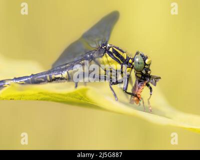 Le petit-clubtail (Gomphus vulgatissimus) est une espèce de taille moyenne de libellules que l'on trouve en Europe. Libellule jaune et noir avec proie. Drenthe, Néther Banque D'Images