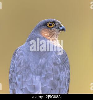 Portrait du sparrowhawk eurasien (Accipiter nisus), également connu sous le nom de sparrowhawk du nord ou simplement le sparrowhawk, est un petit oiseau de proie dans le f Banque D'Images