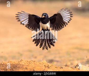 Eurasie Magpie (Pica pica) voler sur fond lumineux et regarder la caméra en Estrémadure, Espagne.Avril.Faune et flore scène de la nature en Europe. Banque D'Images