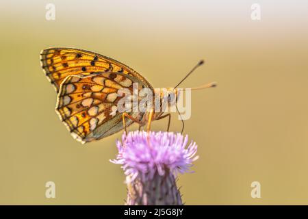 Niobe Fritillary (Argynnis niobe) papillon sur fleur pourpre avec arrière-plan flou et lumière douce. Scène sauvage de la nature en Europe. Pays-Bas. Banque D'Images