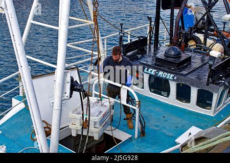 MALLAIG SCOTLAND LEE ROSE BATEAU DE PÊCHE DÉCHARGEANT DES PLATEAUX DE CREVETTES DANS LA GLACE DE LA SOUTE Banque D'Images