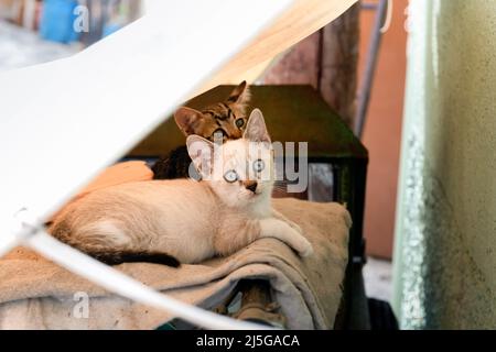 Deux chatons couchés sous l'auvent Banque D'Images