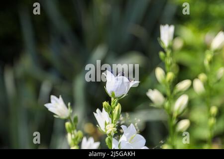 Une grosse abeille en bois bleu, Xylocopa violacea, recherche le pollen d'un bellflower Banque D'Images
