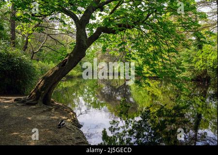 Dulwich Village, Londres, Royaume-Uni: Belair Park, un parc public de Dulwich Village, sud de Londres. Vue sur le petit lac entouré d'arbres avec un canard. Banque D'Images