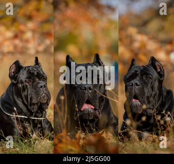 Le mastiff italien Cane Corso pose dans le champ d'automne Banque D'Images