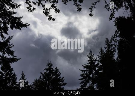 Des arbres sombres apparaissent autour de l'image centrale de jolis nuages sombres. Banque D'Images