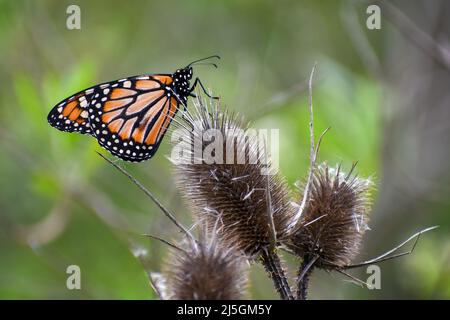 Papillon monarque du Sud (Danaus erippus), maison de l'Argentine, Amérique du Sud Banque D'Images