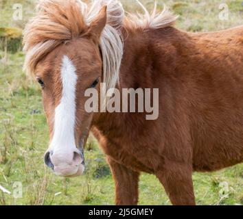 Portrait d'un poney de montagne gallois, photographié sur une colline dans le parc national de Brecon Beacons, au pays de Galles Banque D'Images