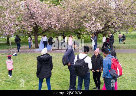 Londres, Royaume-Uni. 23rd avril 2022. Cherry Blossoms attire de nombreux touristes et résidents locaux à Greenwich Park Southeast London dans une belle source chaude, rencontrer des amis et la famille se détendre au Royal Park en appréciant le week-end de rassemblement. Pour la première fois , les gens sont autorisés à se rassembler sous le cerisier Blossom depuis que l'Angleterre a introduit le verrouillage national pour empêcher la propagation de la pandémie du virus Covid-19 il y a deux ans en mars 2020. Crédit : glosszoom/Alamy Live News Banque D'Images