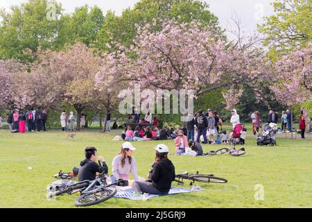 Londres, Royaume-Uni. 23rd avril 2022. Cherry Blossoms attire de nombreux touristes et résidents locaux à Greenwich Park Southeast London dans une belle source chaude, rencontrer des amis et la famille se détendre au Royal Park en appréciant le week-end de rassemblement. Pour la première fois , les gens sont autorisés à se rassembler sous le cerisier Blossom depuis que l'Angleterre a introduit le verrouillage national pour empêcher la propagation de la pandémie du virus Covid-19 il y a deux ans en mars 2020. Crédit : glosszoom/Alamy Live News Banque D'Images