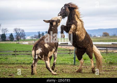 Élevage de poneys dans le comté de Lancaster, en Pennsylvanie. (ÉTATS-UNIS) Banque D'Images