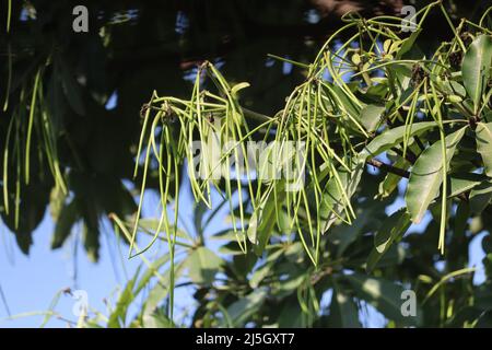 Pendous, deux lobés, follicule déhiscent, en forme de fuseau et long fruit de l'Alstonia scholaris, communément appelé arbre de tableau noir ou Saptaparni ou diable' Banque D'Images