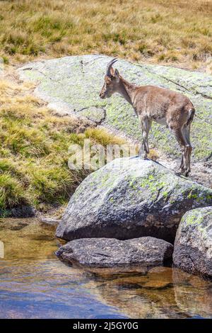 Iberian Ibex - Capra pyrenaica -, Parc naturel de la Sierra de Gredos, Avila, Espagne Banque D'Images