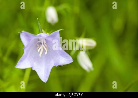 bellflower à feuilles de pêche -Campanula Persifolia -, Vallée de Tena, Huesca, Espagne Banque D'Images