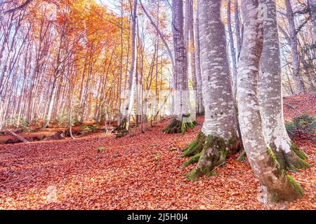 Forêt de Betato à Piedrafita de Jaca, Huesca, Espagne Banque D'Images