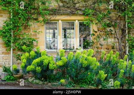 Euphorbia dans la maison de campagne jardin Kingham Village Oxfordshire Banque D'Images