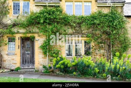 Euphorbia dans la maison de campagne jardin Kingham Village Oxfordshire Banque D'Images