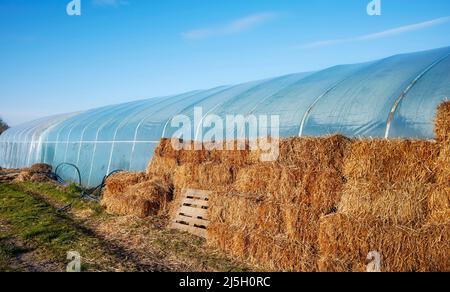 Balles de foin utilisées pour isoler une serre de tunnel en pvc. Banque D'Images