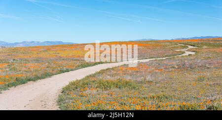 Chemin de terre tortueux à travers les champs de coquelicots de Californie Banque D'Images