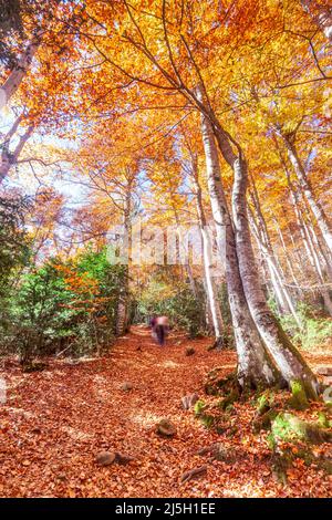 Forêt de Betato à Piedrafita de Jaca, Huesca, Espagne Banque D'Images