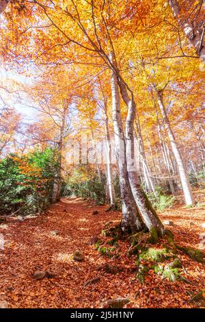 Forêt de Betato à Piedrafita de Jaca, Huesca, Espagne Banque D'Images