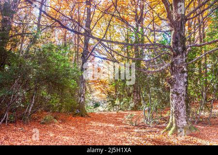 Forêt de Betato à Piedrafita de Jaca, Huesca, Espagne Banque D'Images