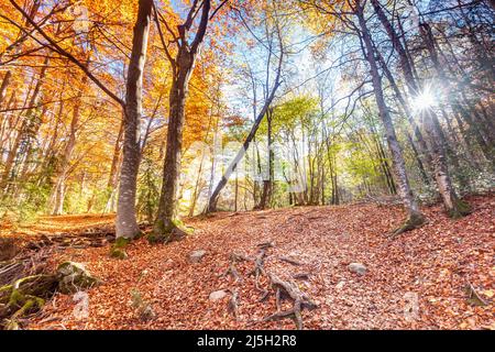 Forêt de Betato à Piedrafita de Jaca, Huesca, Espagne Banque D'Images