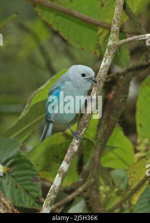 Tanager bleu-gris (Tangara episcopus cana) adulte perché sur la branche Arenal, Costa Rica Mars Banque D'Images