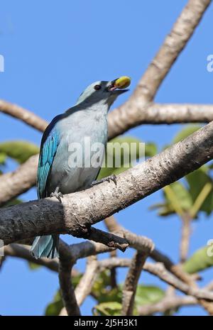 Tanager bleu-gris (Tangara episcopus cana) adulte perché sur une branche de fruits San Josel, Costa Rica Mars Banque D'Images