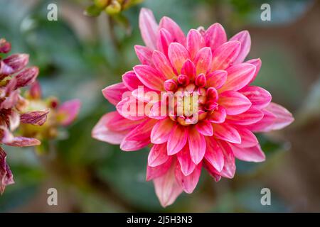 Gros plan sur les fleurs de dahlia roses pour le fond Banque D'Images