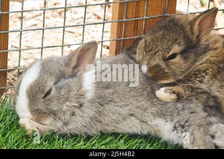 Petits lapins moelleux et mignons dormant dans une cage Banque D'Images