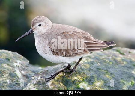 Le Bécasseau variable (Calidris alpina) sur les roches de basalte à Barnegat Jetty, USA Banque D'Images