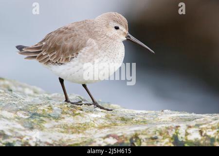 Le Bécasseau variable (Calidris alpina) sur les roches de basalte à Barnegat Jetty, USA Banque D'Images