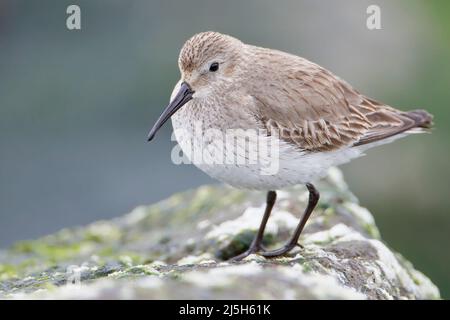 Le Bécasseau variable (Calidris alpina) sur les roches de basalte à Barnegat Jetty, USA Banque D'Images
