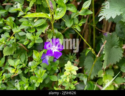 gros plan de fleurs périwinkle plus grandes (Vinca Major) en fleurs au printemps Banque D'Images