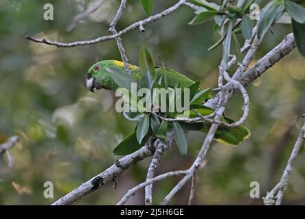 Perroquet à napette jaune (Amazona auropalliata auropallita) adulte perché sur la branche de Carara, Costa Rica Mars Banque D'Images