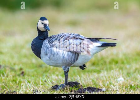 Close-up d'une bernache nonnette Branta leucopsis marcher et d'alimentation dans un pré sur une journée ensoleillée Banque D'Images