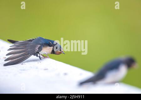 Barn Swallow, Hirundo rustica, les poussins étant nourris.Un grand groupe de ces étables de grange permet de chasser et de chasser les insectes et de prendre leur repos occasionnel sur Banque D'Images