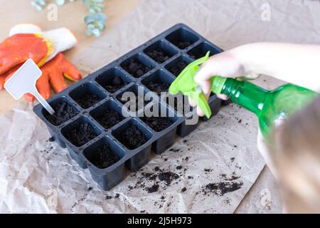 boy pulvérise des graines fraîchement plantées avec de l'eau dans une cassette de semis Banque D'Images