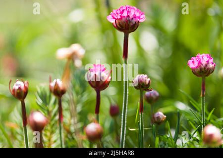 Gros plan de Alpine Thrift , Armeria Maritima Banque D'Images