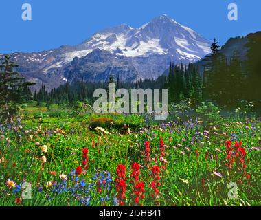 Mt Rainier du terrain de chasse d'Indian Henry, parc national de Mt Rainier, Cascade Range, Washington Banque D'Images
